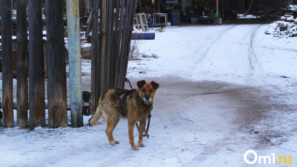 В омском дачном посёлке жестоко расправились с собакой за громкий лай
