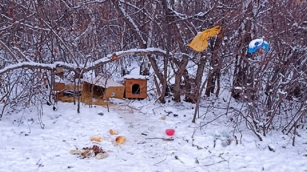 Доче ищут хозяина: собака, которая несколько месяцев жила около трассы, уехала в Омск