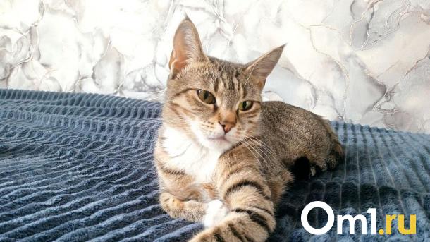 Омич спас кошку, которая несколько дней сидела на дереве