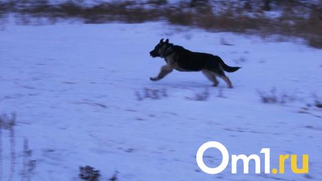 В Минприроды рассказали, ждать ли омичам нашествия волков после миграции косуль