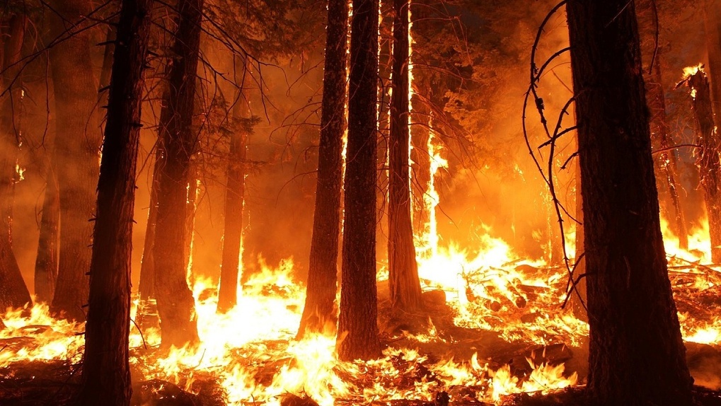 Леса в Омске горят из-за плохой профилактической работы