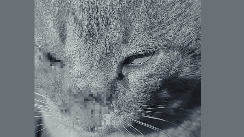 Нет носа, а в лапе — пуля: жители Новосибирска пытаются спасти искалеченного кота. ФОТО