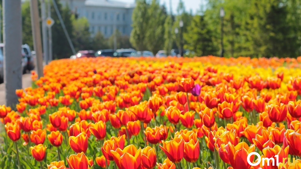 В Омске посадят более 300 000 цветов