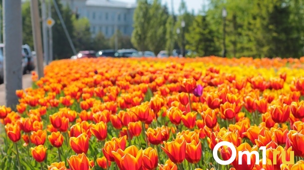 В Омске посадят более 300 000 цветов