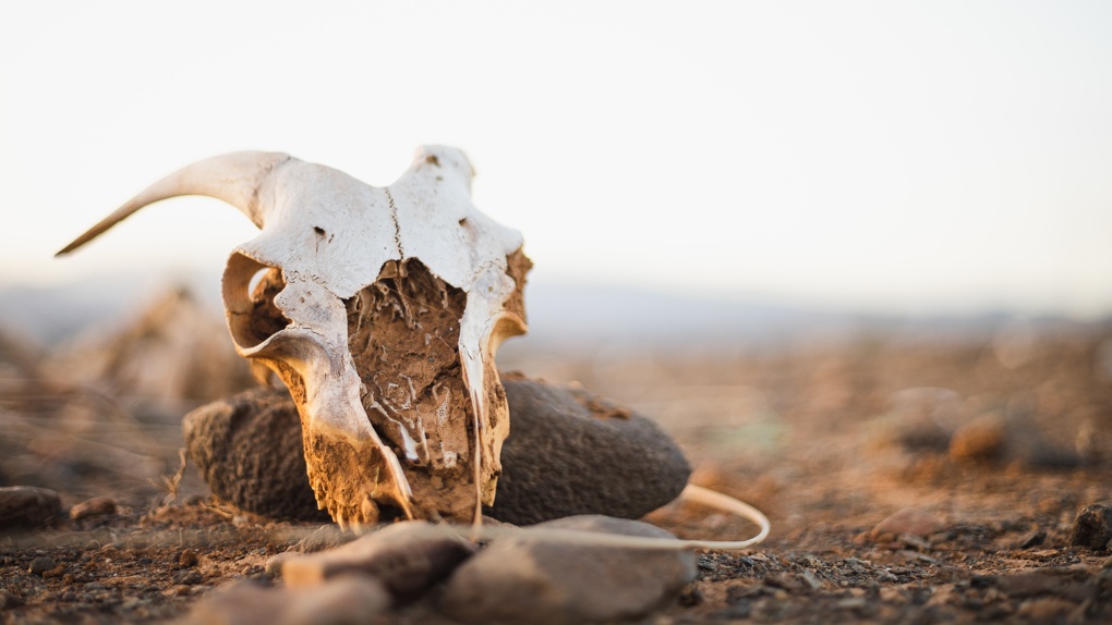 Пакеты с трупами животных в лесу нашли новосибирские дачники