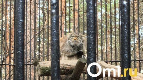 Животных Новосибирского зоопарка начали переводить в летние вольеры