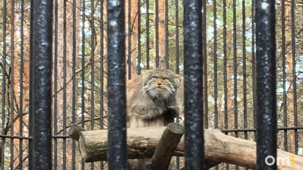 Животных Новосибирского зоопарка начали переводить в летние вольеры
