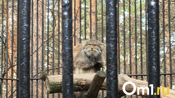 Животных Новосибирского зоопарка начали переводить в летние вольеры