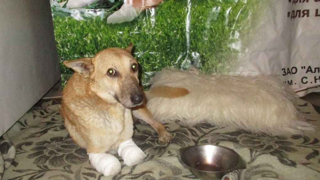 Пса с отрубленными лапами просят отвезти на операцию из Омска в Новосибирск