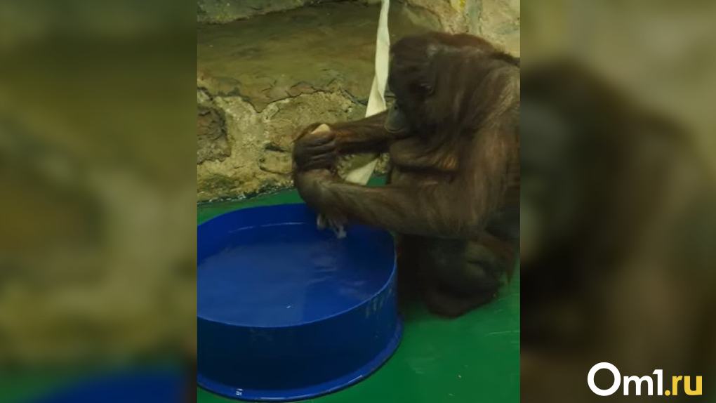 В Новосибирском зоопарке орангутан Мишель устроила стирку на видео
