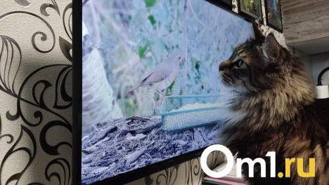 Часть омичей на этой неделе столкнётся с перебоями в телевещании