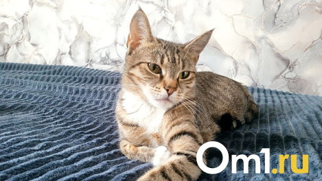 В Омске продают мемного кота с мистической датой рождения