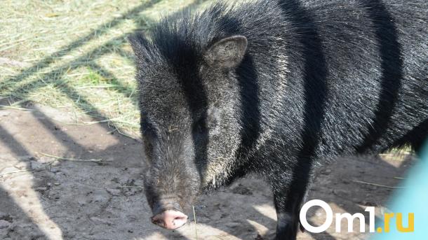 «Даже дед такого не видел»: в Омской области кабаны массово перешли трассу