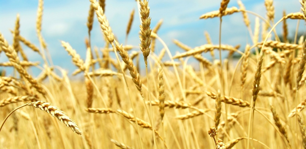 Синоптики заверили в хорошем урожае в Омской области — 3 млн тонн зерна