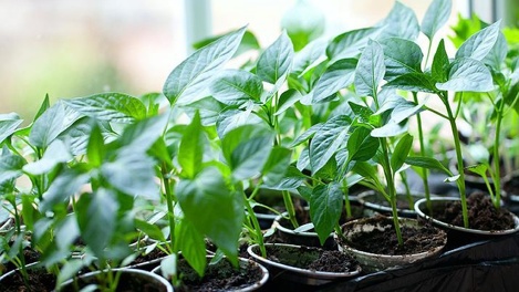 Новосибирские дачники рискуют остаться без урожая из-за заморозков