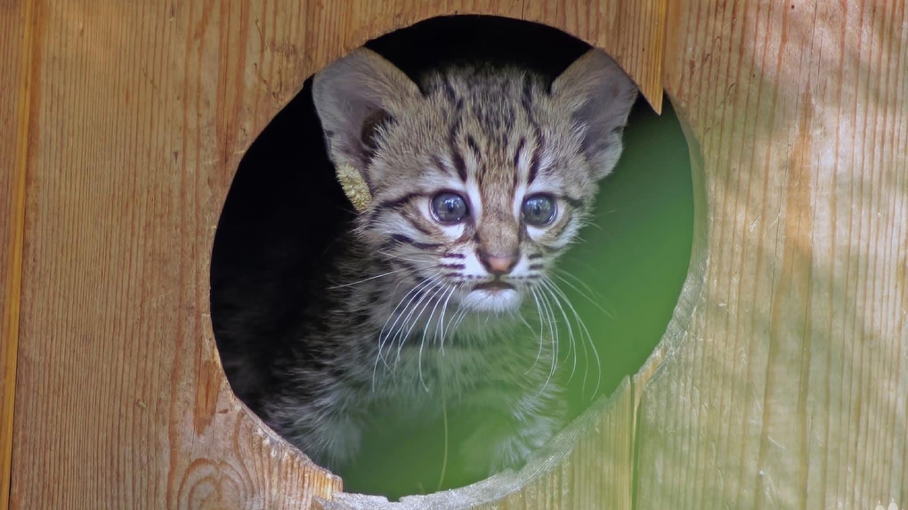 Детёныши кошки Жоффруа родились в Новосибирском зоопарке имени Шило