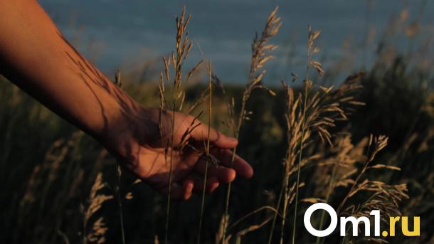 В Омской области увеличилась численность опасных клещей-вредителей