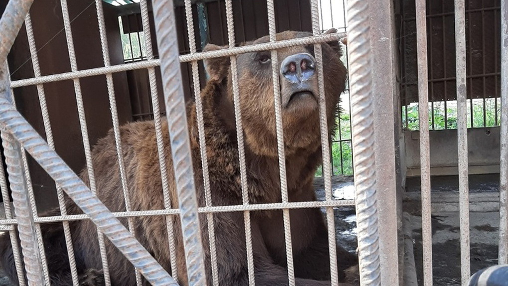 В бетонных клетках и ужасных условиях больше 20 лет живут медведи Маша и Балу под Новосибирском
