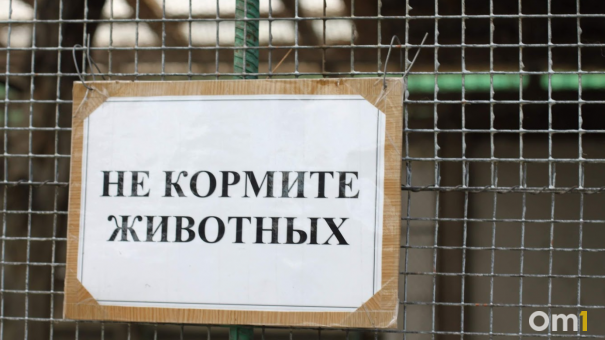 Новосибирский центр вирусологии «Вектор» купит 12 мартышек за 7 миллионов рублей