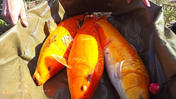 Трёх золотых карпов поймал новосибирский рыбак. ФОТО