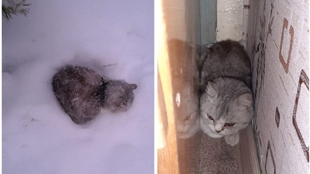 «Замерзала в сугробе»: одинокую кошку нашли в снегу в Новосибирске