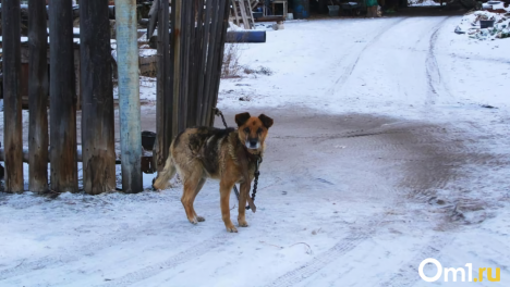 Была ли девочка? Сообщение о нападении бродячих собак на школьницу в Омске может быть фейком