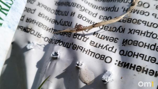 В Новосибирской области 44 пойманных клеща оказались переносчиками энцефалита
