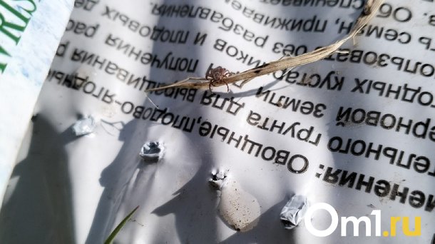 В Новосибирской области 44 пойманных клеща оказались переносчиками энцефалита