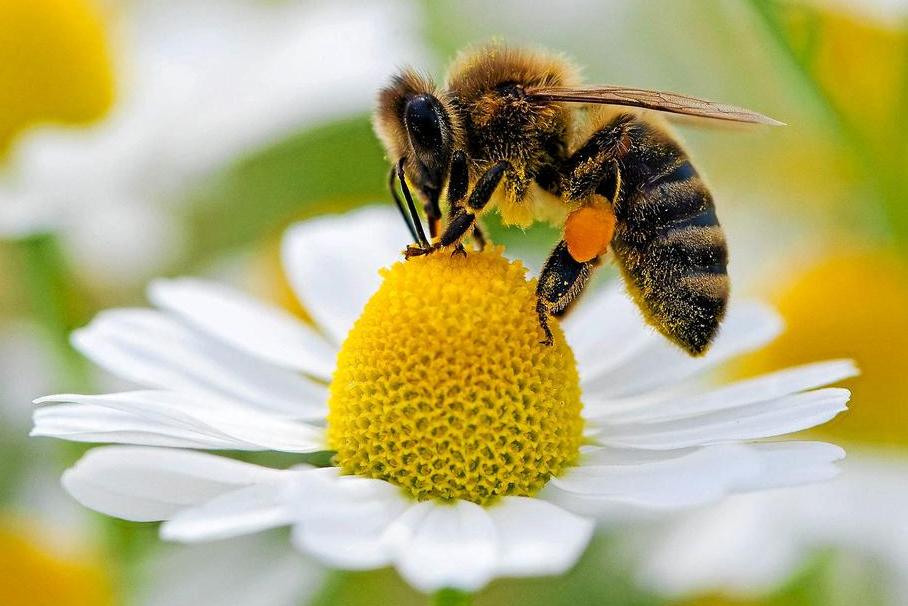 В Омске построят городок защиты пчел