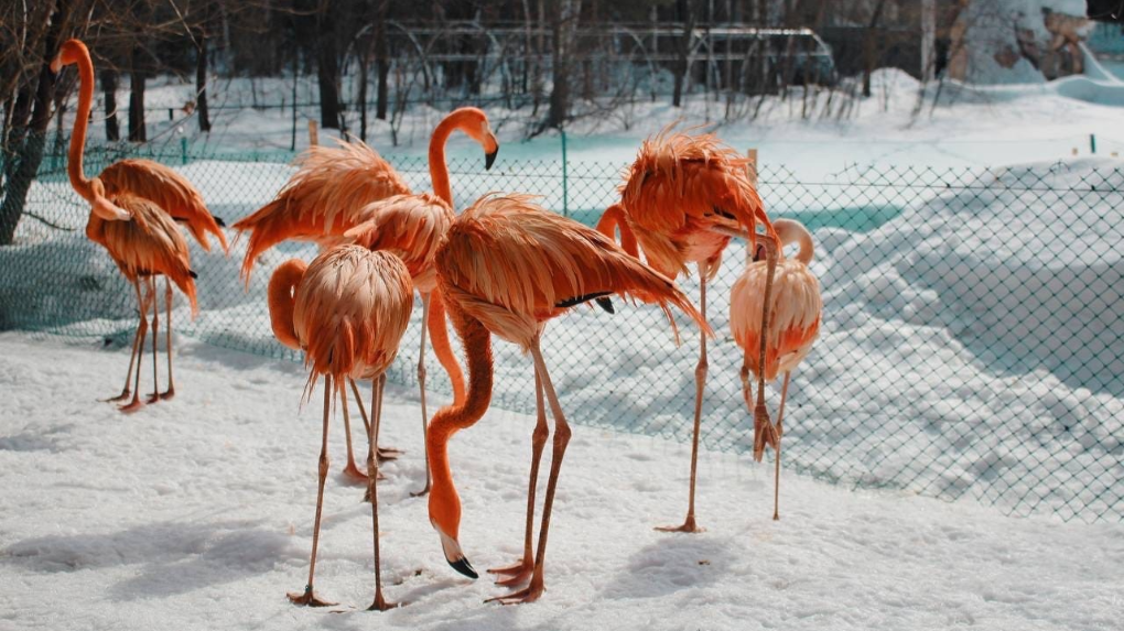 Фламинго на снегу: экзотические птицы из Новосибирского зоопарка впервые вышли на улицу после зимы