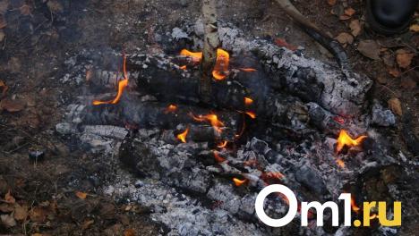 В Омской области 16 человек привлекли к ответственности за сжигание сухой травы и мусора