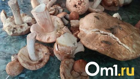 Новосибирцам рассказали, какие грибы опасно собирать и покупать