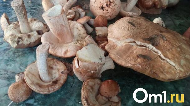 Новосибирцам рассказали, какие грибы опасно собирать и покупать