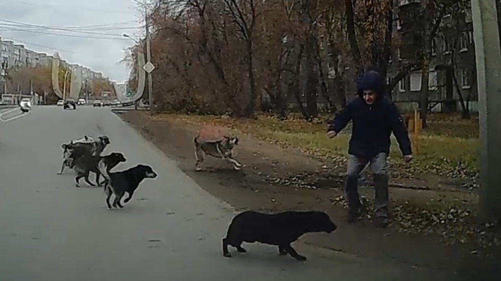 В Омске мужчина с ножом гонялся за собаками