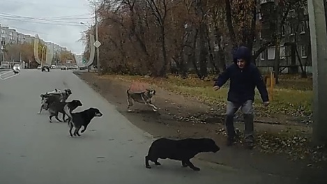 В Омске мужчина с ножом гонялся за собаками