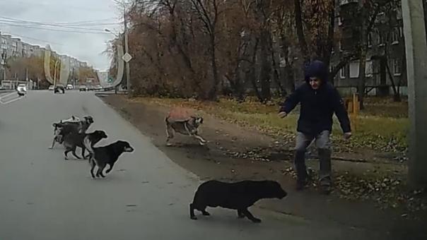 В Омске мужчина с ножом гонялся за собаками