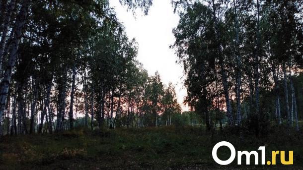 Ужасный на вид, но съедобный: омичам показали фото необычного гриба