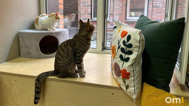 В Новосибирске спасают кошек: секреты популярного котокафе