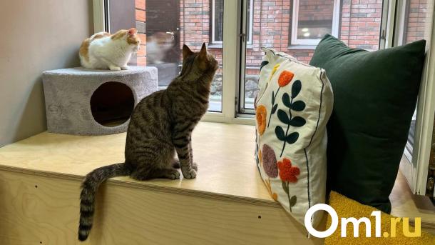 В Новосибирске спасают кошек: секреты популярного котокафе
