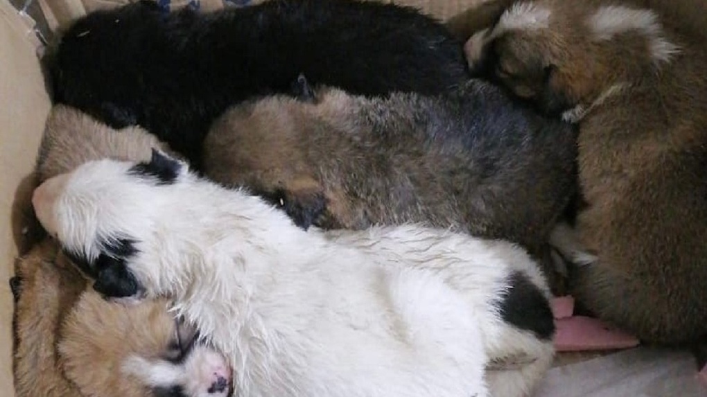Полицейский из Омска спас брошенных щенят от смерти на морозе