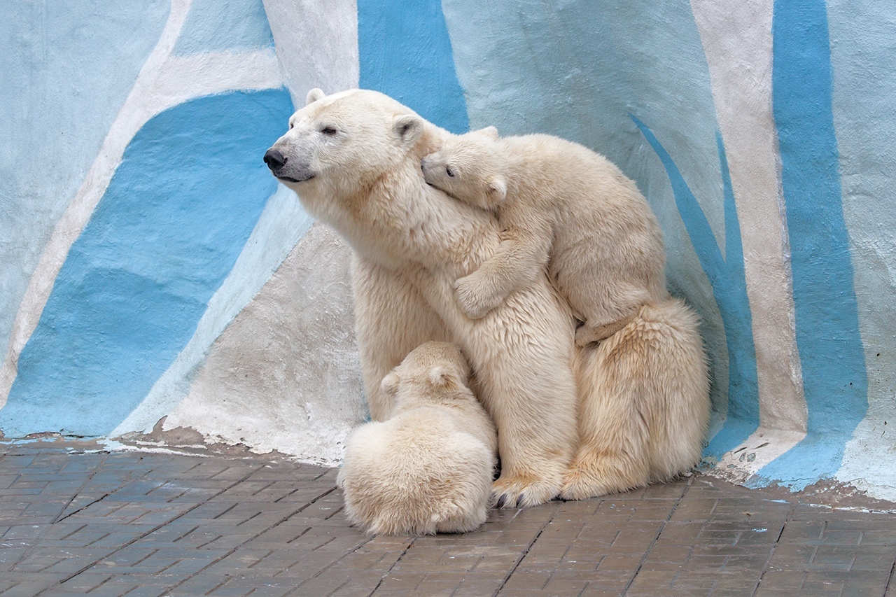 Зоопарк новосибирск белые медведи. Зоопарк Новосибирск медведи.