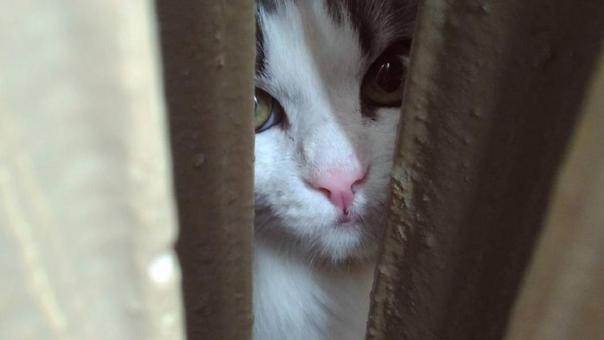 7,5 миллиарда на кошачьих радостях: один новосибирский бизнесмен разглядел золотую жилу