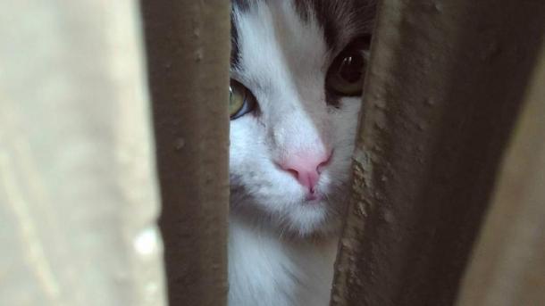 7,5 миллиарда на кошачьих радостях: один новосибирский бизнесмен разглядел золотую жилу