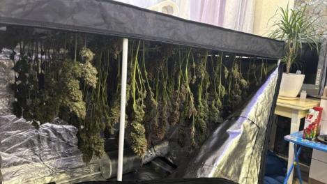 В Новосибирске ликвидирована группа, выращивавшая марихуану на продажу
