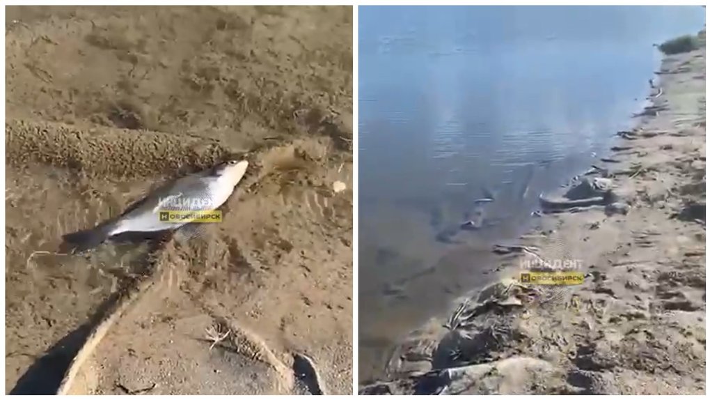 Новосибирцы жалуются на массовый мор рыбы в Обском водохранилище