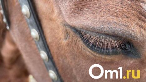 «Испорчены полы и корма»: омичи пожаловались на затопленный после дождя ипподром