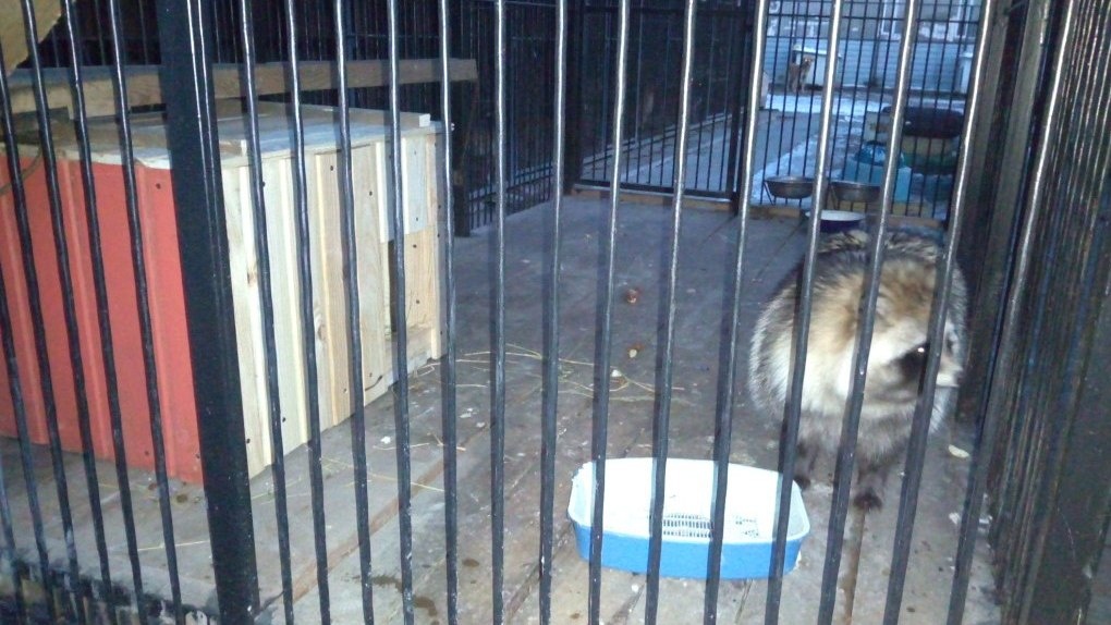 Енотовидной собаке Матрене из омского приюта построили зимний домик – ФОТО
