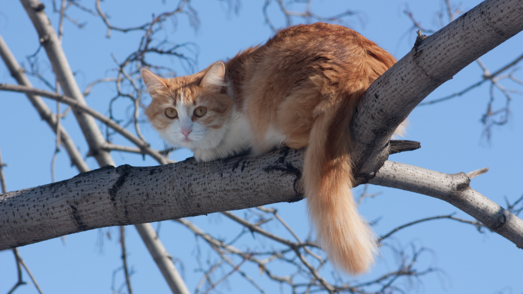 Операция провалилась: жительница Новосибирска застряла на дереве при спасении кота