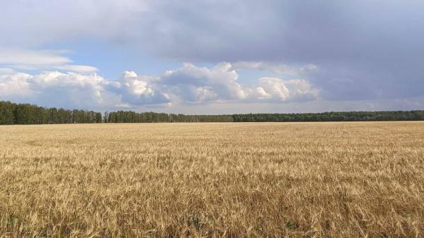 Омские аграрии рискуют потерять урожай из-за дождей
