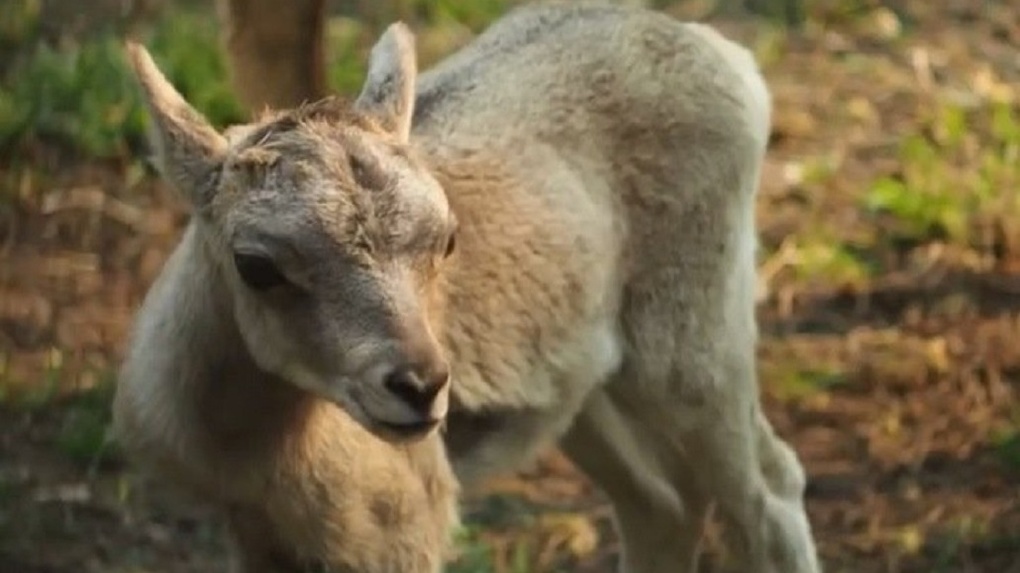 Аргали и волчонок родились в Новосибирском зоопарке: показываем видео